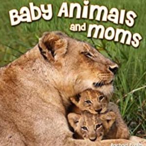 Memory Game - Moms and Baby Animals 