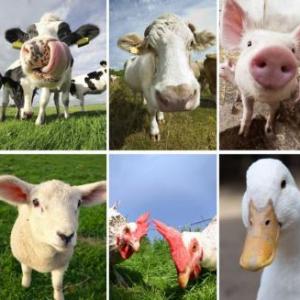 Imagen de portada del videojuego educativo: animales de granja, de la temática Medio ambiente