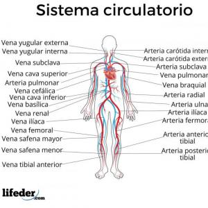 Sistema Circulatorio.
