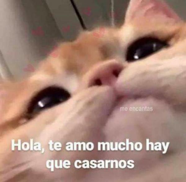 Teamo