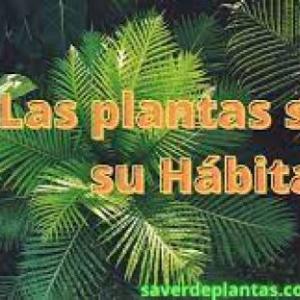 Plantas según su habitat