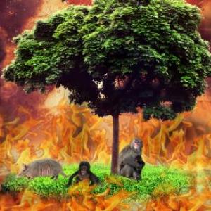 INCENCIOS FORESTALES