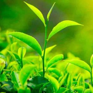 Las plantas