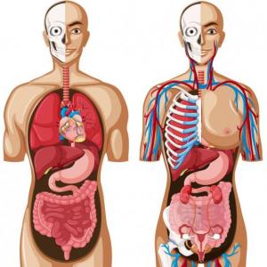 Cuerpo humano