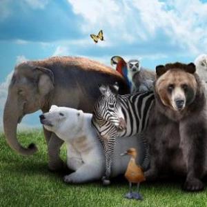 Animales Peligrosos