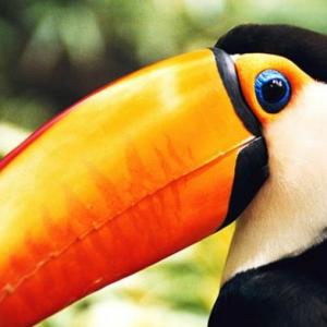 Nuestros amigos la fauna