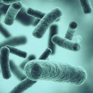 Tipos de Bacterias