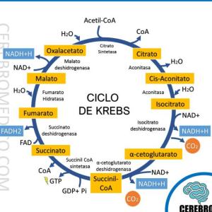 CICLO DE KREBS