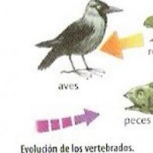 evolucion en los vertebrados y invertebrados