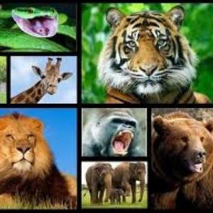 Animales salvajes