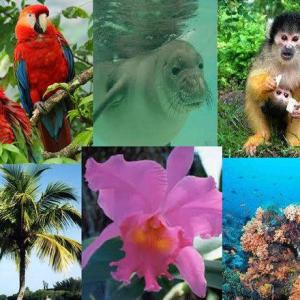 Flora y fauna