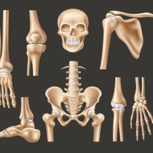 Huesos del cuerpo humano