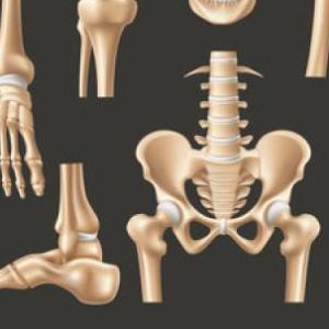 Huesos del cuerpo humano