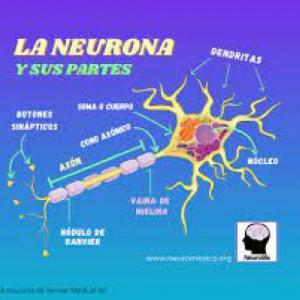 La neurona
