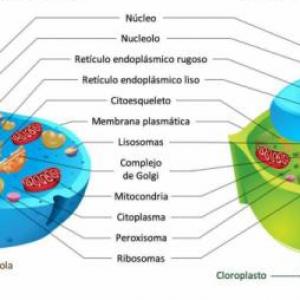 partes de la celula