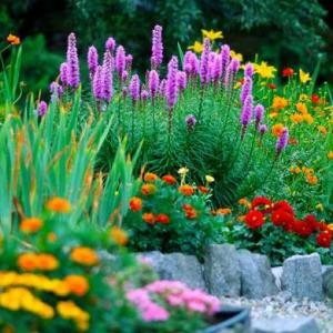 ¿CUÁNTO SABEMOS SOBRE LAS PLANTAS?