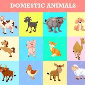MARCA EL ANIMAL DOMESTICO CORRECTO