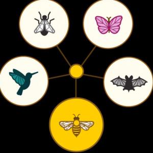 Imagen de portada del videojuego educativo: polinizadores en jardines funcionales, de la temática Medio ambiente