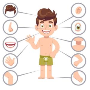Imagen de portada del videojuego educativo: Body parts matching game, de la temática Idiomas