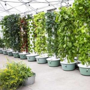 Vertical Farming