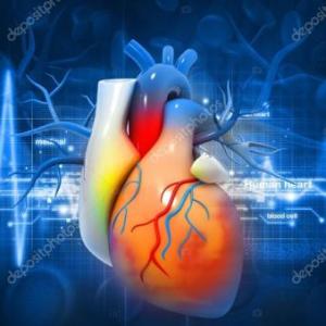 FISIOLOGÍA HUMANA