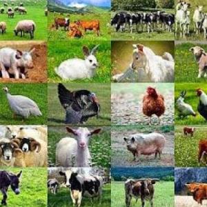 Nombre de animales