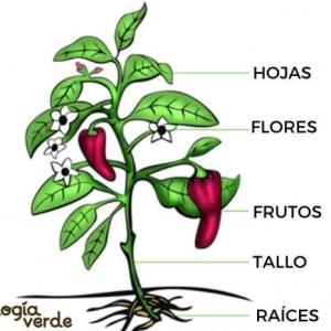 LAS PLANTAS Y SUS PARTES