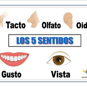 Conozcamos los sentidos