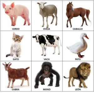 Descubro los animales