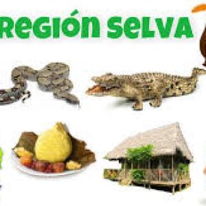 región selva