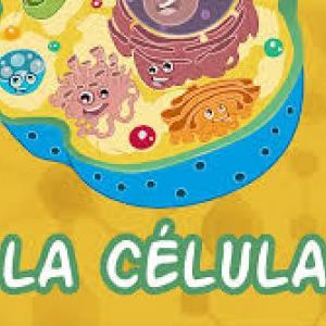 Partes de las celulas