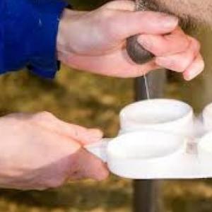 La Mastitis Bovina