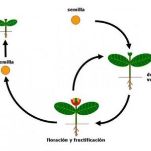 CICLO DE VIDA DE LAS PLANTAS