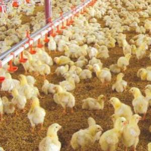 Aprende sobre: Granjas de pollo de engorde