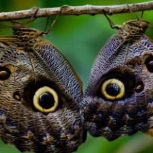 Historieta sobre el mimetismo de los insectos (animales)