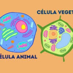 Cuanto sabes de una celula aniaml y vegetal?