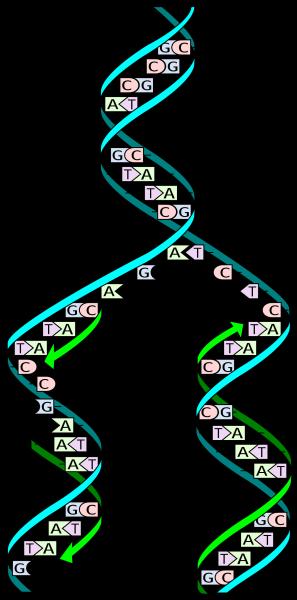 Replicación del ADN