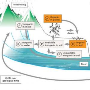 PHOSPHOROUS CYCLE