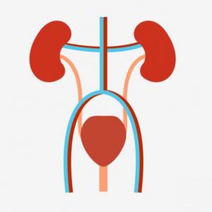 ¿Cuanto sabes del sistema Excretor?