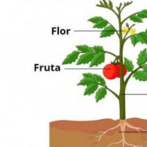 Partes de una planta