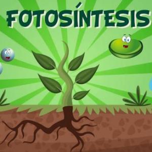 ¿Qué tanto recuerdas de la fotosíntesis?
