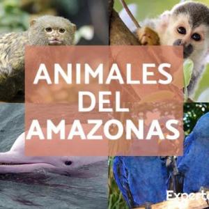 ANIMALES DEL AMAZONAS