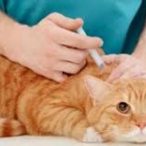 Imagen de portada del videojuego educativo: Castracion de la gata, de la temática Salud