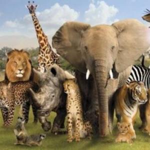 Conociendo animales salvajes