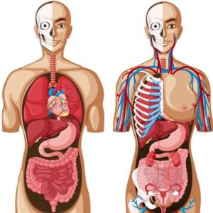 Aprendiendo sobre anatomía.