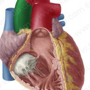 Imagen de portada del videojuego educativo: funciones de los organos, de la temática Biología
