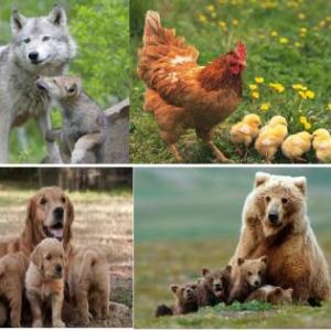 animales y sus crias