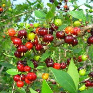 FRUTOS MISIONEROS