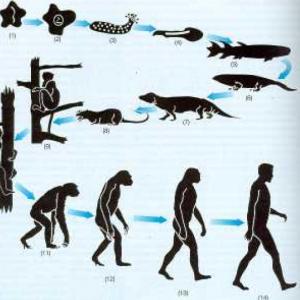 Principios de evolución