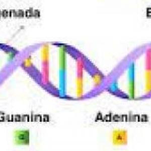 Imagen de portada del videojuego educativo: Ácido nucleico y seleccion natural, de la temática Ciencias